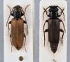 Tetropium castaneum
